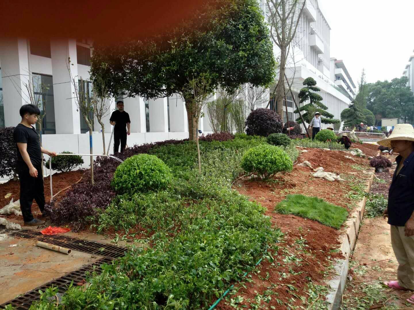 船舶实训大楼绿化1